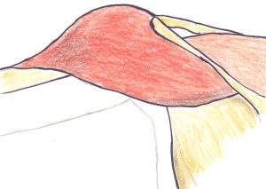 Schultermuskel_links_4